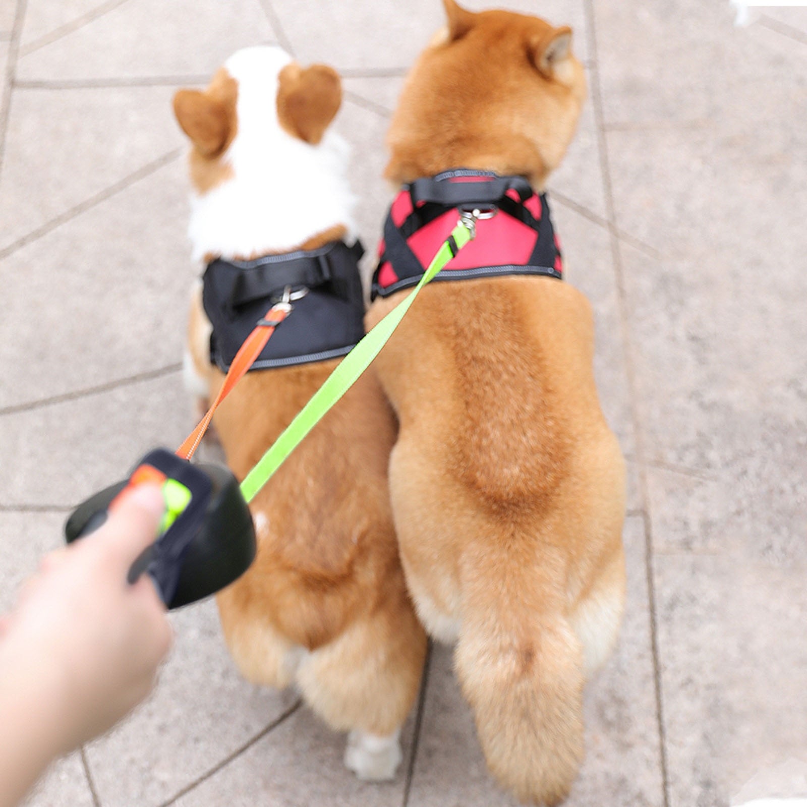 The Tangle-Free Duo Leash